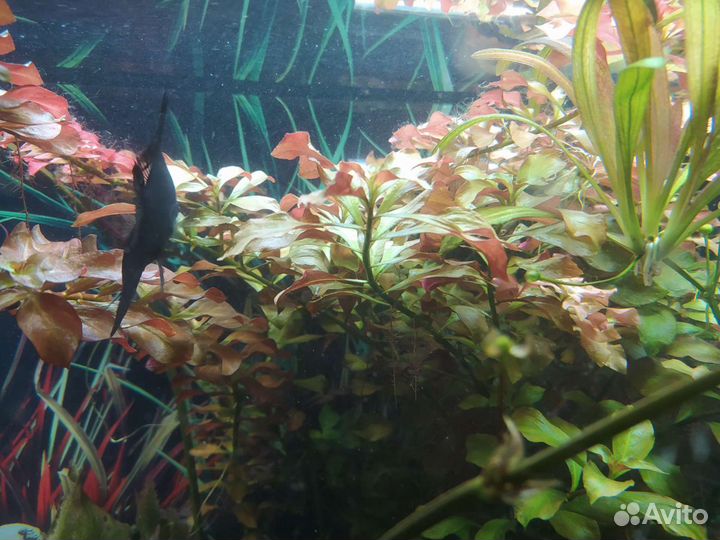 Аквариумные растения