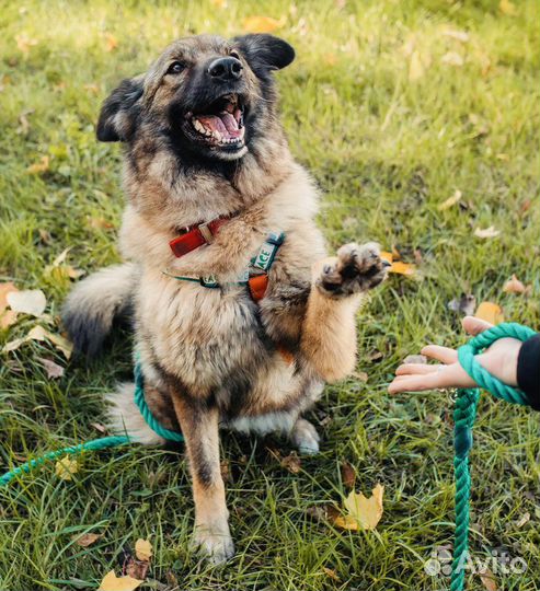 Собака бесплатно в добрые руки