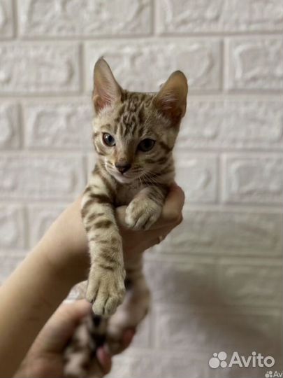 Бенгальские котята