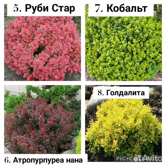 Барбарис декоративный (саженцы, сорта в описани