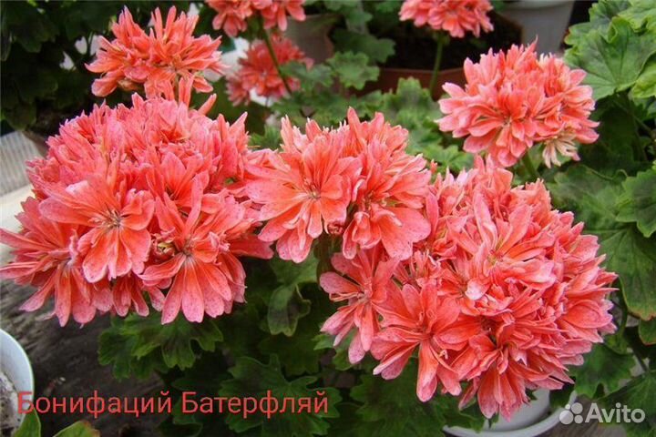 Сортовые розебундные и крупно цветковые герани