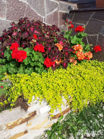 Вербейник монетчатый (лизимахия), чай луговой