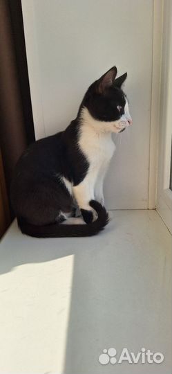 Котята в добрые руки бесплатно девочка