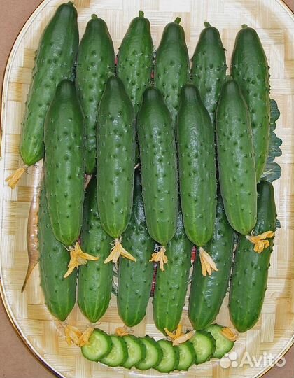 Огурец Дальневосточный 27 0,25 гр цв.п