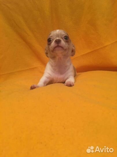 Щенки чишки