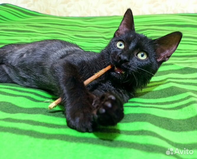 Душевный чёрный котик