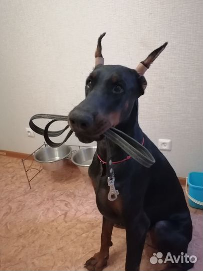 Ошейник для собак