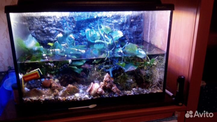 Аквариум на 60 литров
