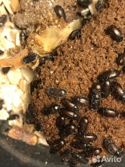 Жук знахарь (кормовая культура)