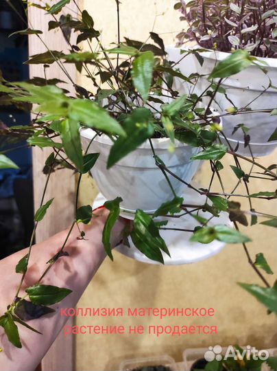 Комнатные растения цветы