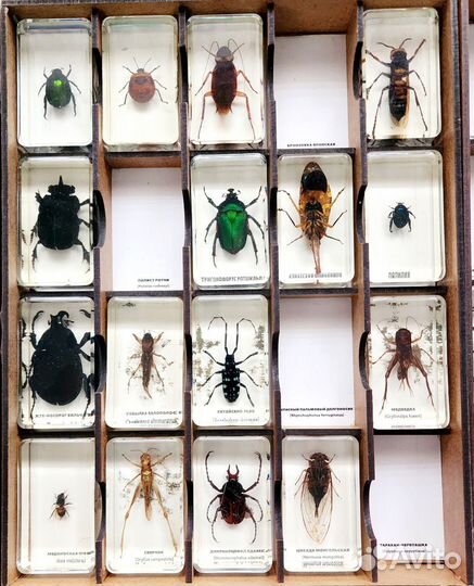 Коллекция жуков
