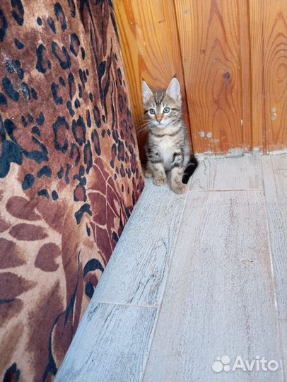 Отдают бесплатно котят