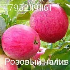 Яблони саженцы