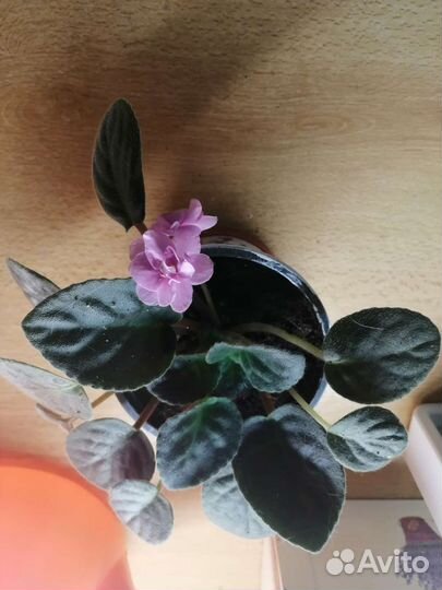 Сортовые фиалки