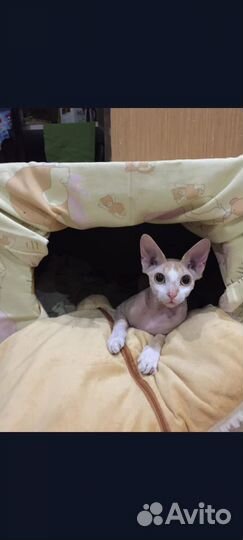 Шотландский вислоухий и сфинкс бесплатно