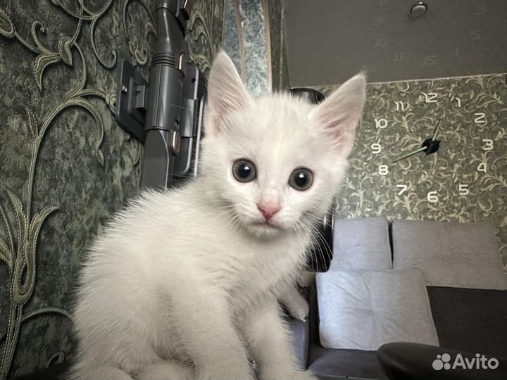 Простой кот