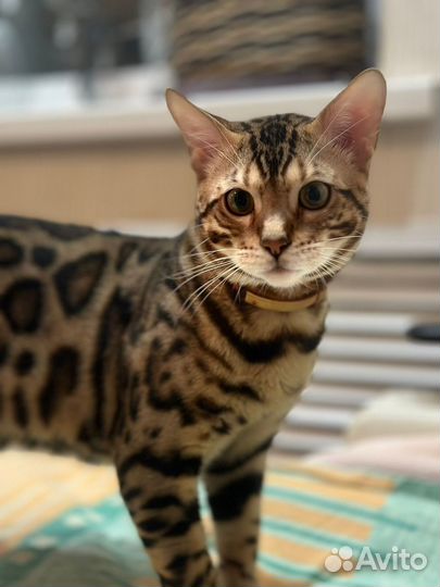 Бенгальский кот вязка