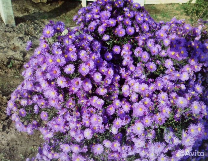 Многолетники