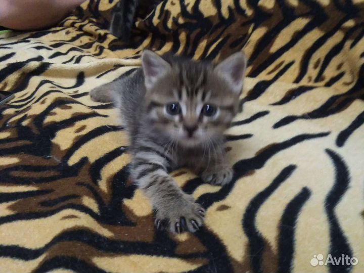 Подарим котенок девочка 1,5 мес