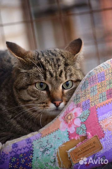 Николь ищет дом