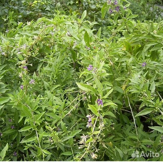 Саженец ягода годжи дереза