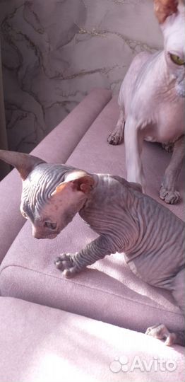 Донской сфинкс