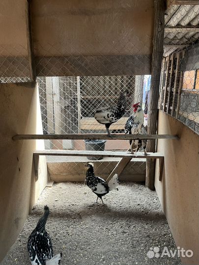 Инкубационное яйцо