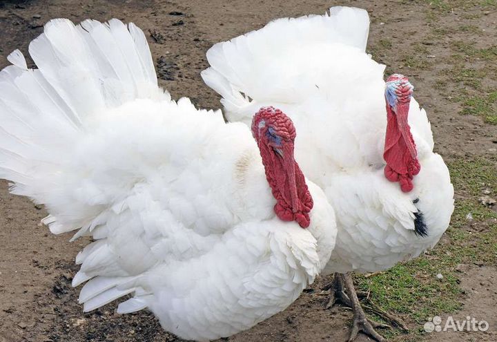 Индюшата хайбрид конвертер Канада