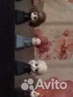 Продам прилипалы 3