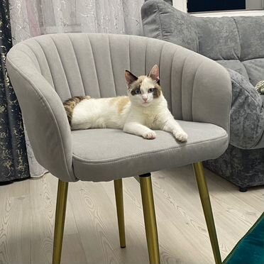 Рэгдолл котёнок