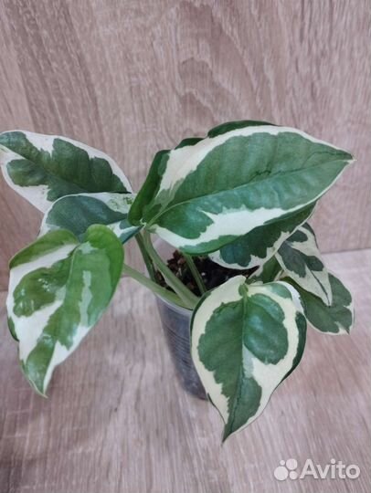 Эпипремнум эн-джой