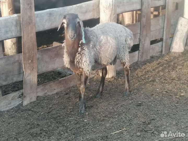 Овцы бараны