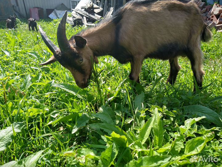 Козлята зааненская порода