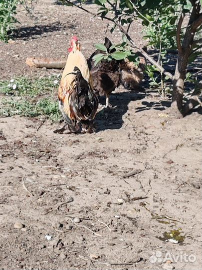 Карликовый петух