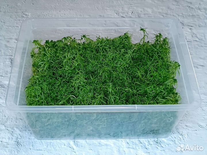 Мох сфагнум живой