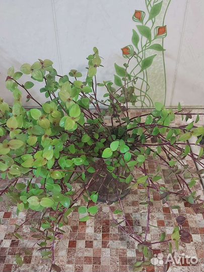 Каллизия голд, бьянка