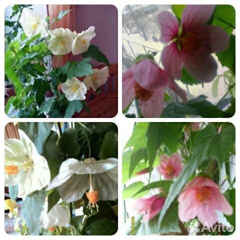 Гибискусы разных расцветок и Абутилоны