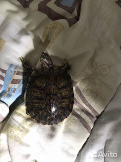 Красноухая черепаха