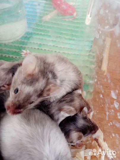 Сатиновые мыши