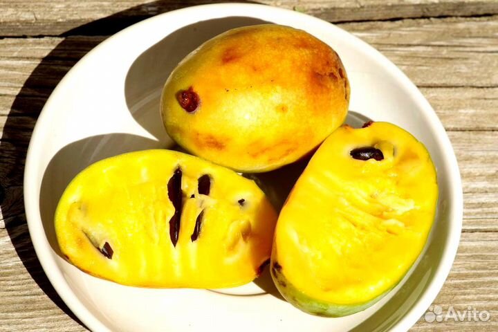 Азимина саженцы и семена крупноплодной формы Почта