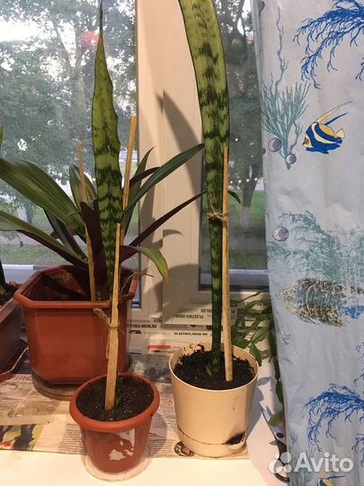 Цветы тёщин язык (Сансивьерия )