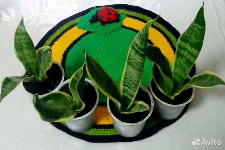 В наличии футура суперба