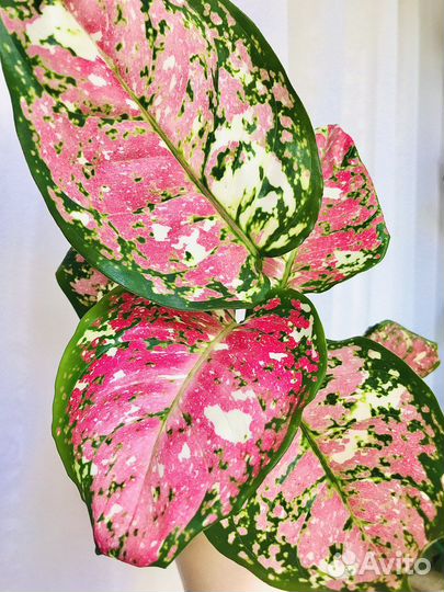 Аглаонема анимани триколор