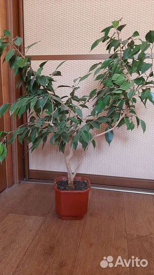 Фикус Бенджамина