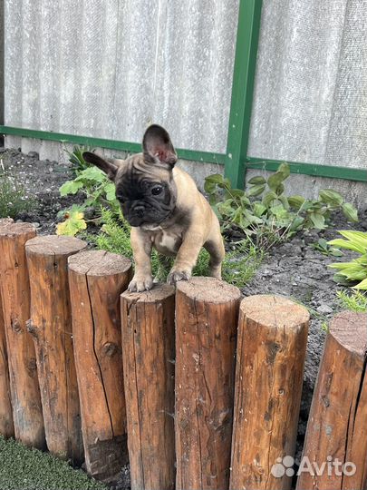 Девочка французский бульдог