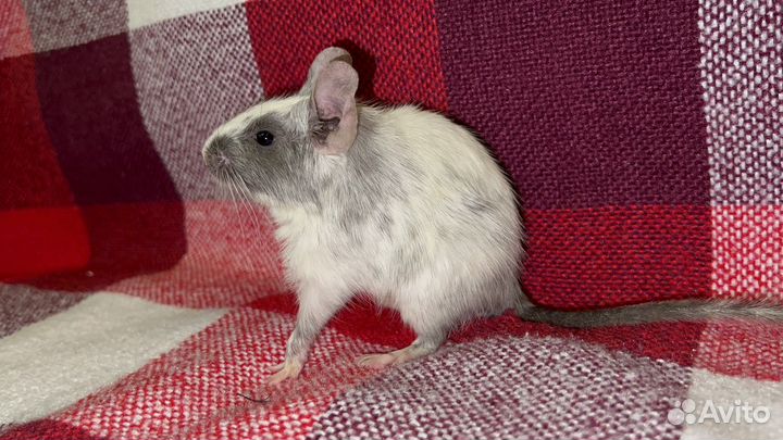 Белки дегу питомник, все окрасы