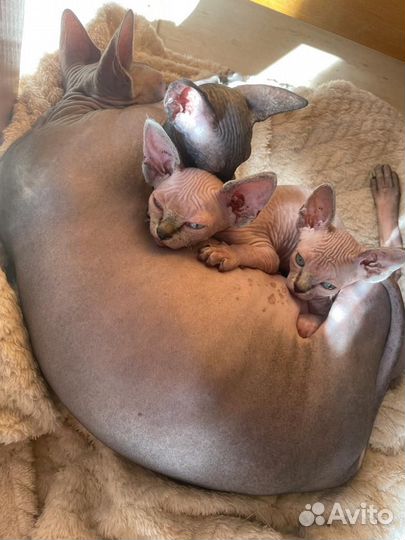 Канадский сфинкс