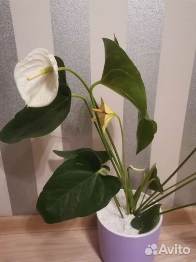 Антуриум Аляска