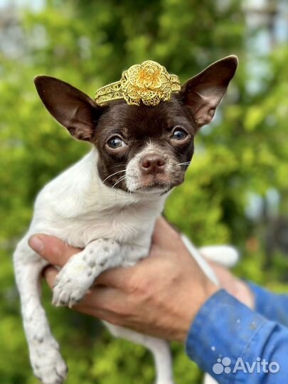 Чихуахуа красотка шоколад