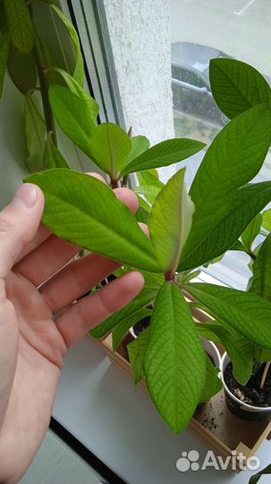 Комнатный цветок 25 см(молочай)